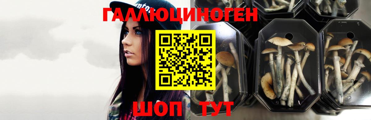 Псилоцибиновые грибы Cubensis Вичуга